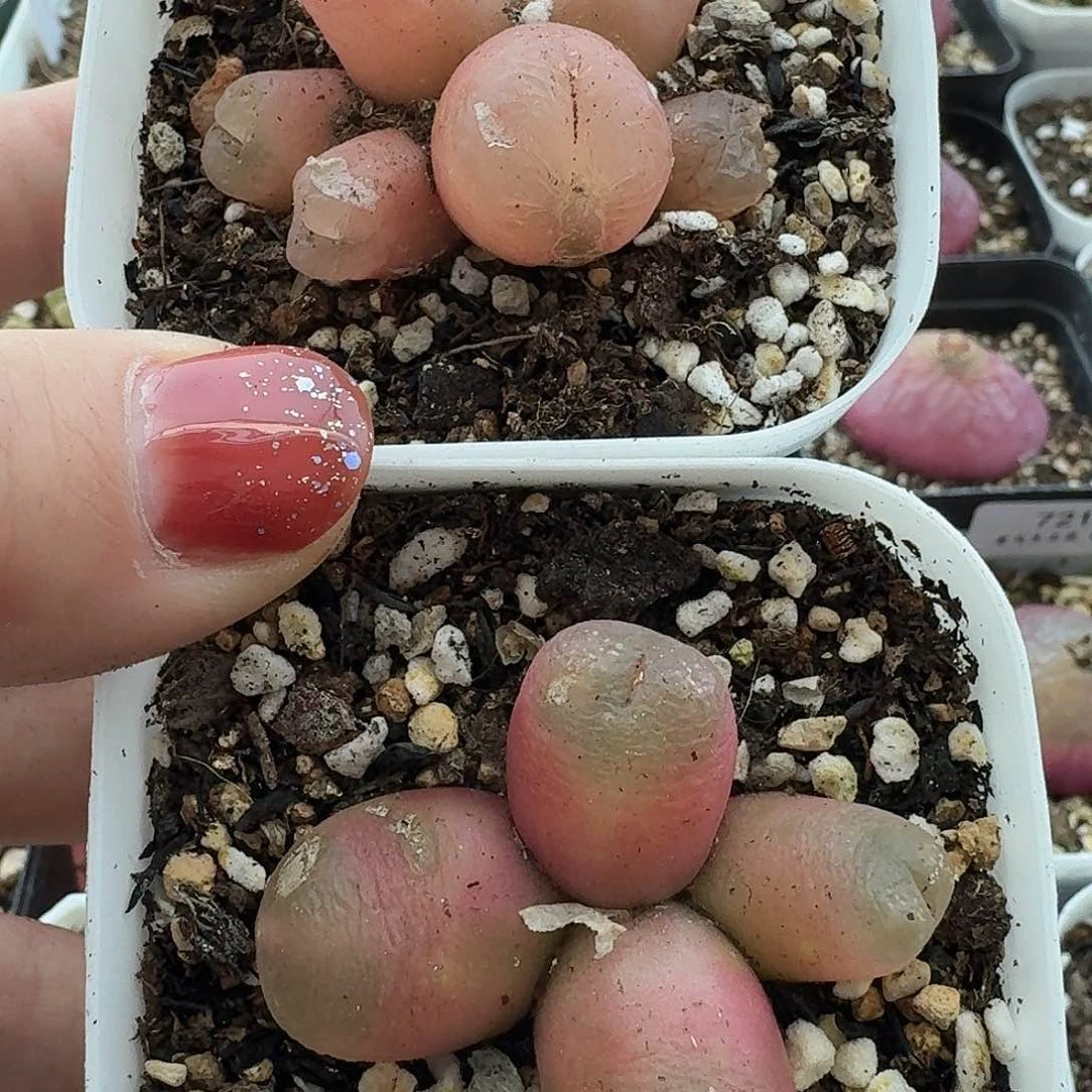 一**?老马生石花吕氏红宝石806