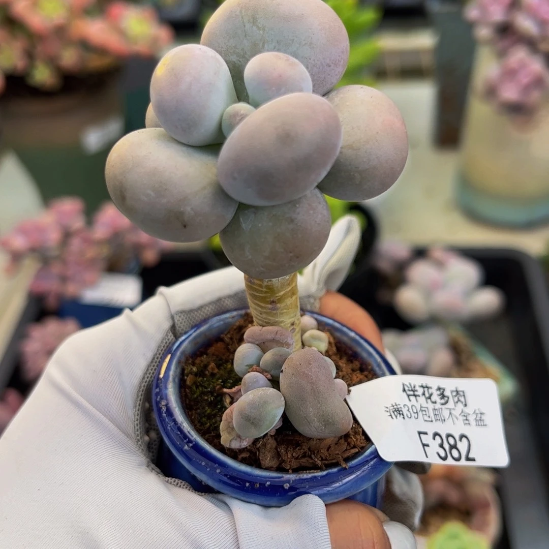 382-芭比奶多肉3cm