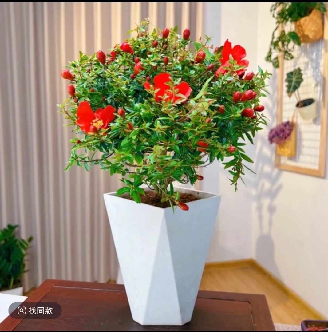 【加大版石榴花】高40-50cm石榴盆栽矮化观赏盆栽