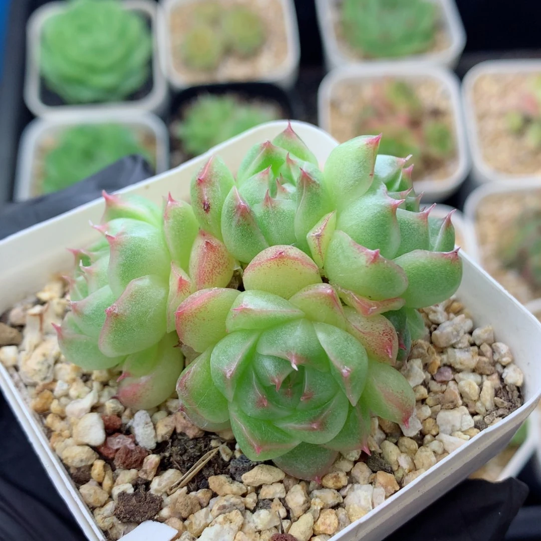 58包邮  群生不包整麦秆群93