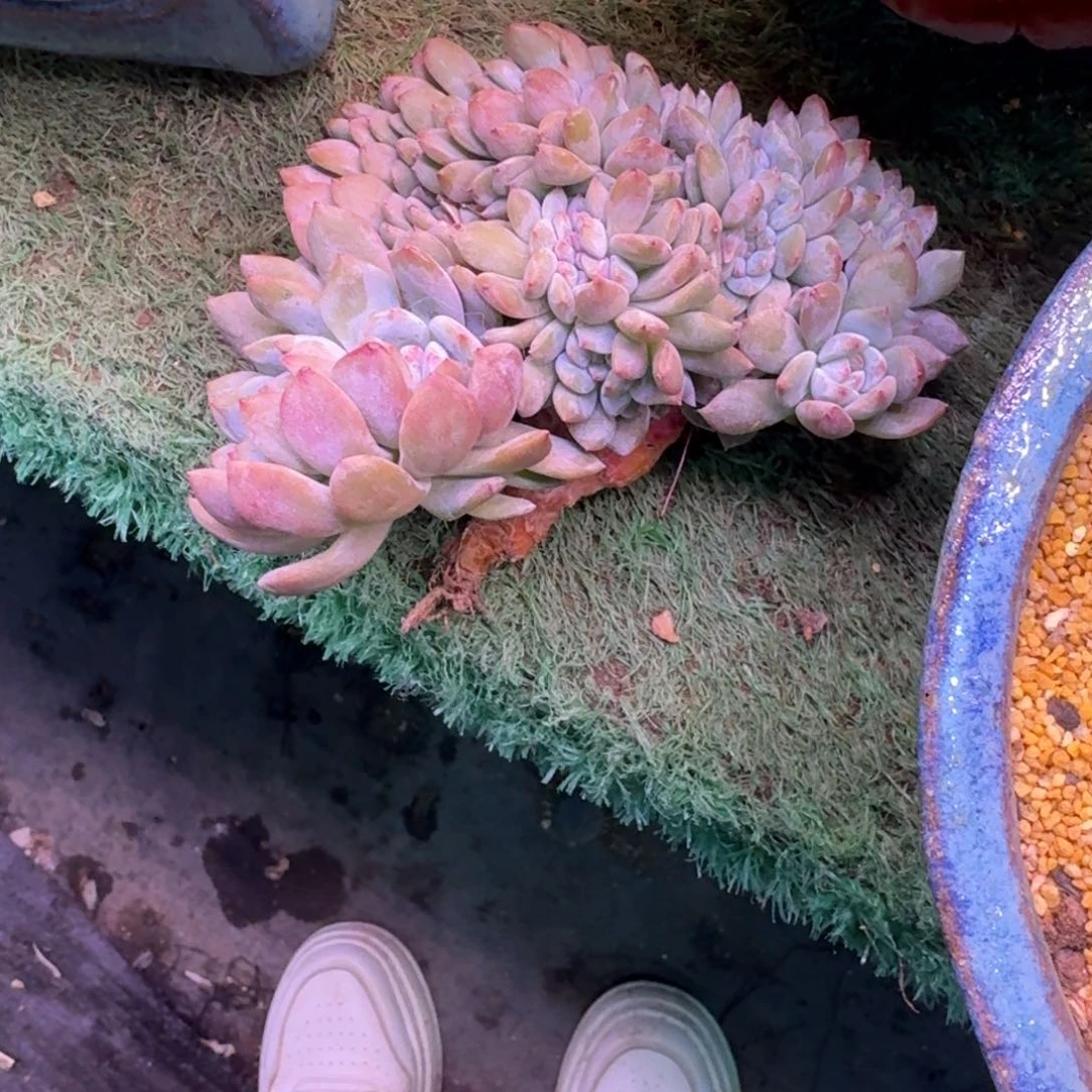 敢****好星影树缀无砍f多肉