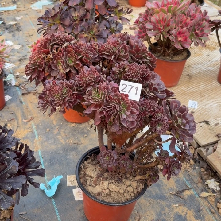 欧紫缀多肉植物不包损271
