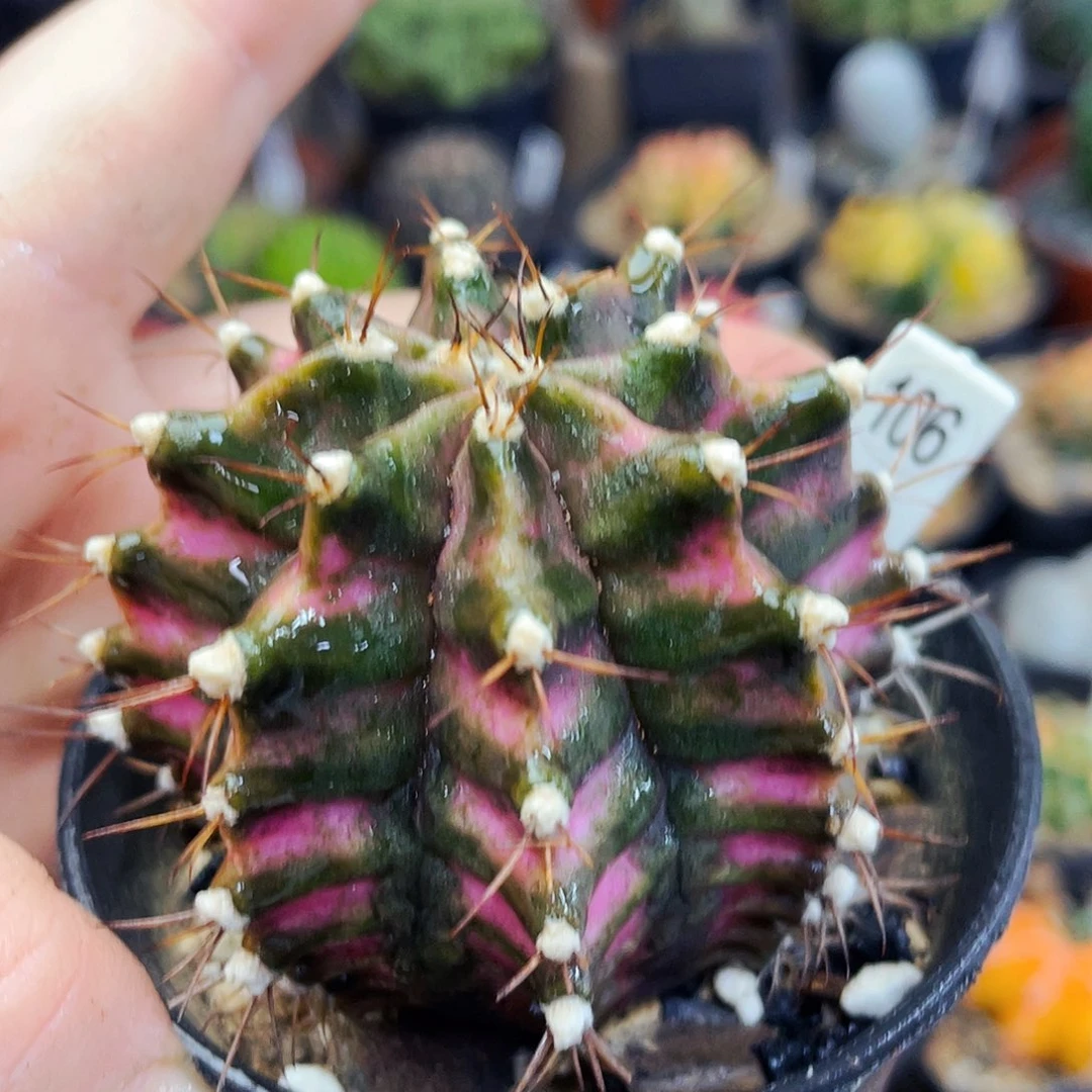 非偏远地区满25包邮仙人球