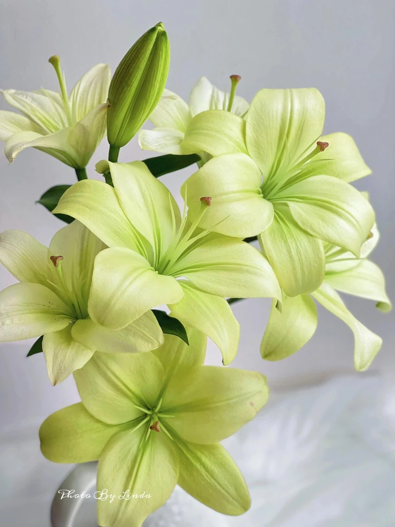 童年亚洲百合无香味小花苞生花苞迷你花苞抹茶色绿色鲜花中国水培