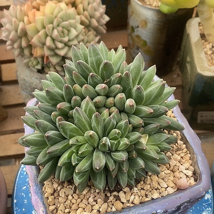 多肉植物肉肉植物