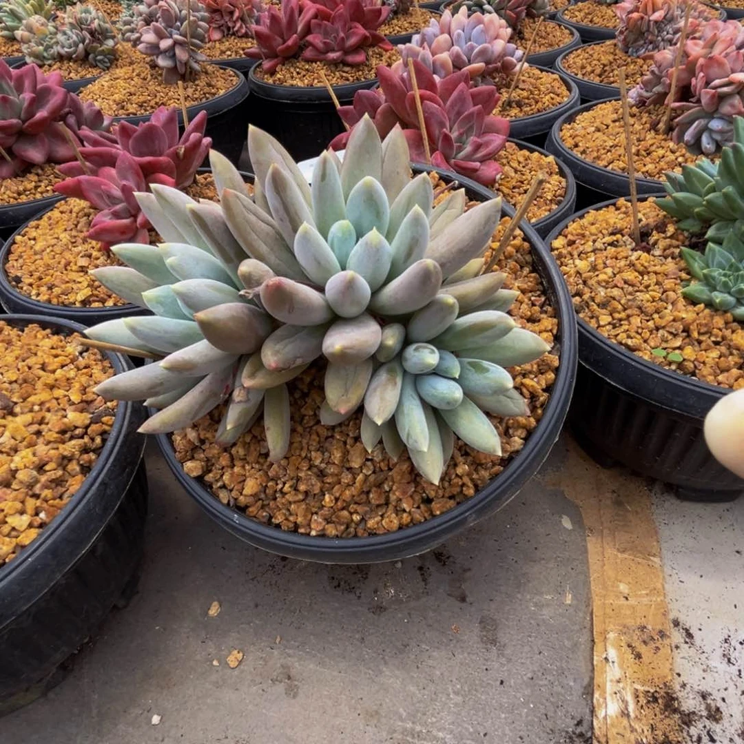 b20哥特萝莉群生呀呀呀