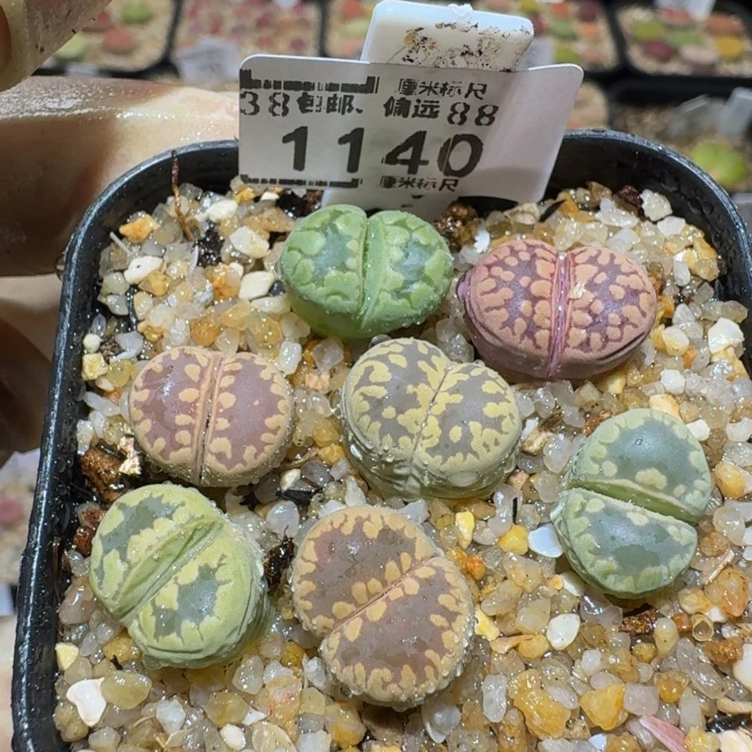 Sssss精品生石花1140牙1.3