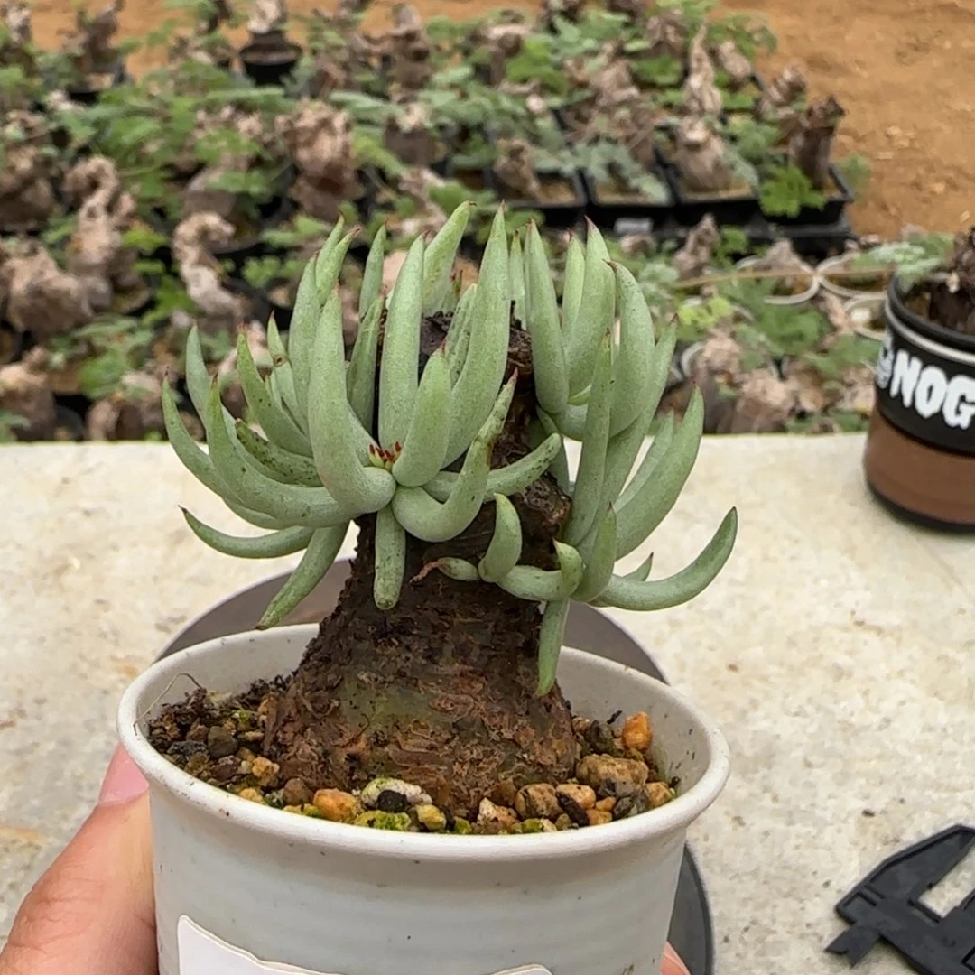 127白象奇峰锦块根植物