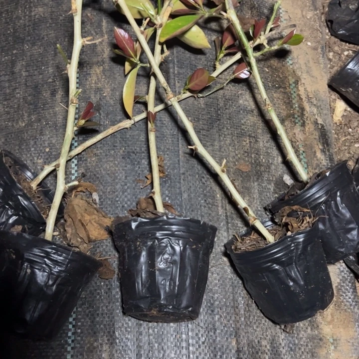 20公分左右细叶仙小破苗8颗