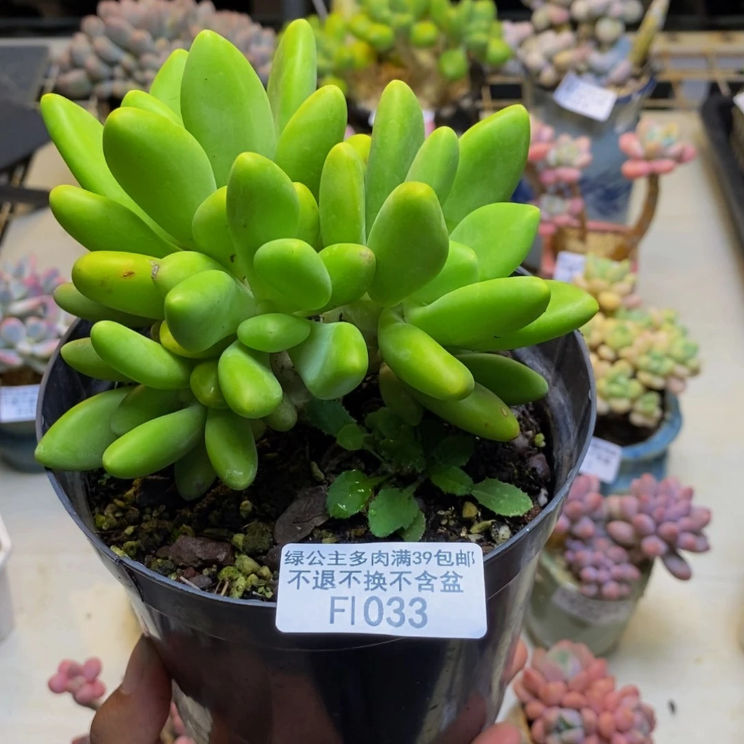 033金蟾芒果奶多肉10cm