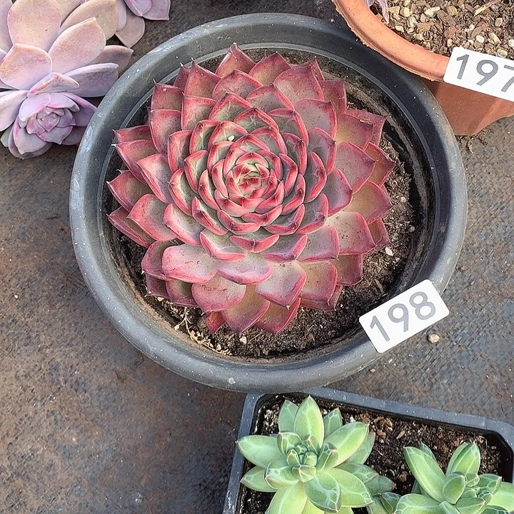 198篝火 一物一拍多肉