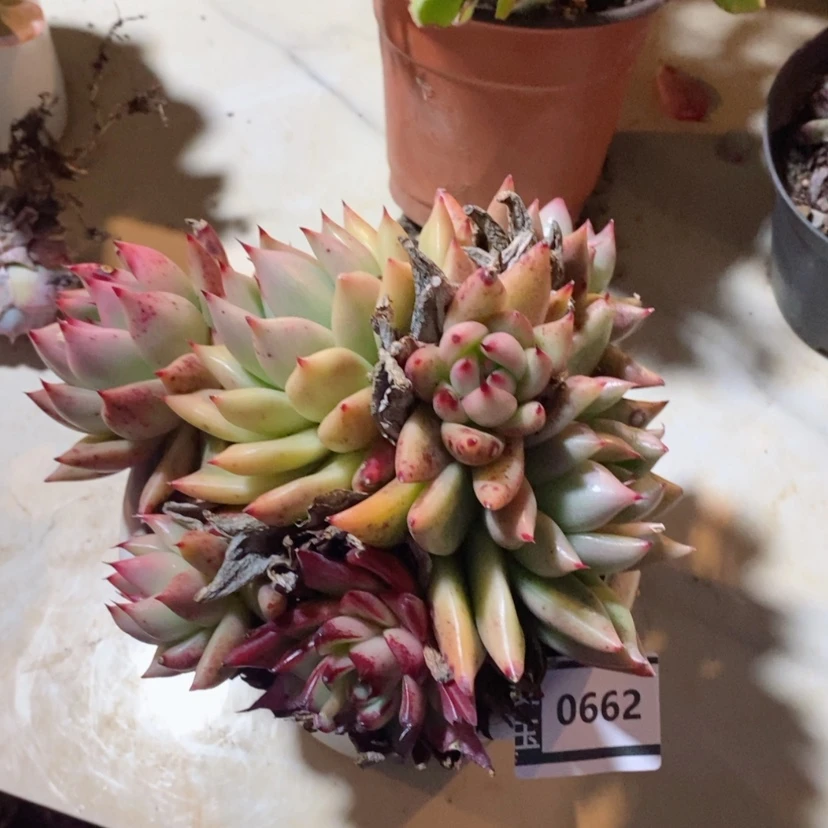 【闪购商品】红颜蜜语0662