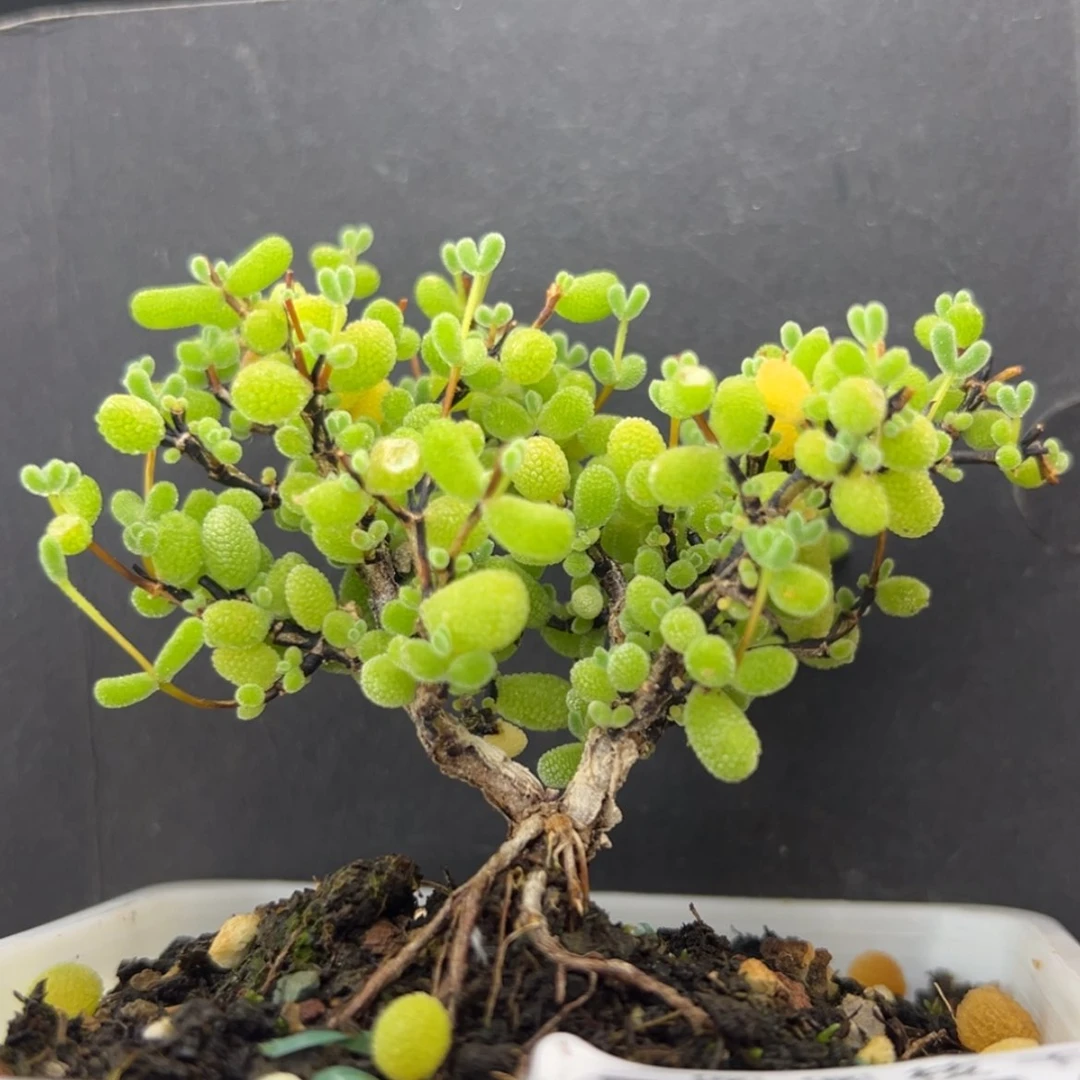 【闪购商品】霜*dy2543翡翠