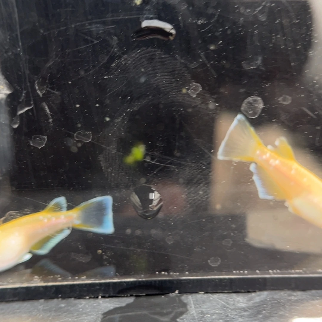 青鳉鱼253酥油灯一对