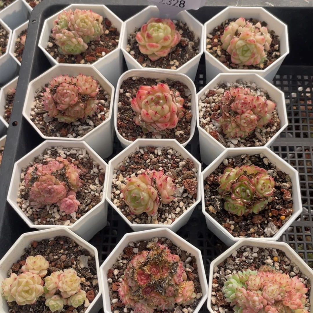 不包整散 盆子不售后2328