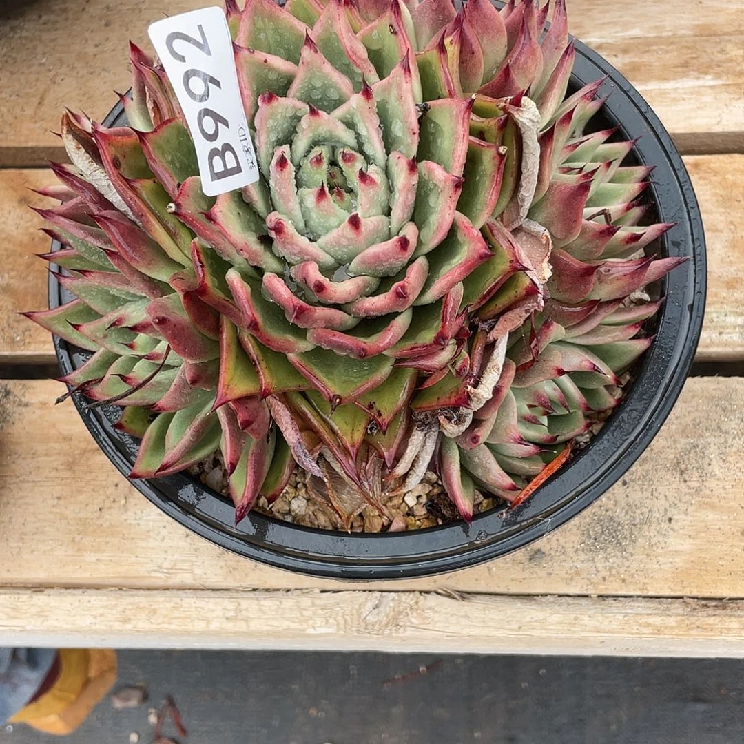 若如东云单拍B992