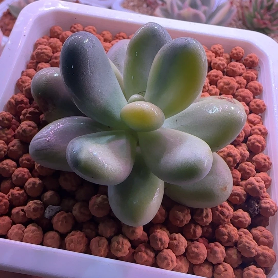 原始大叶奶酪锦 多肉植物