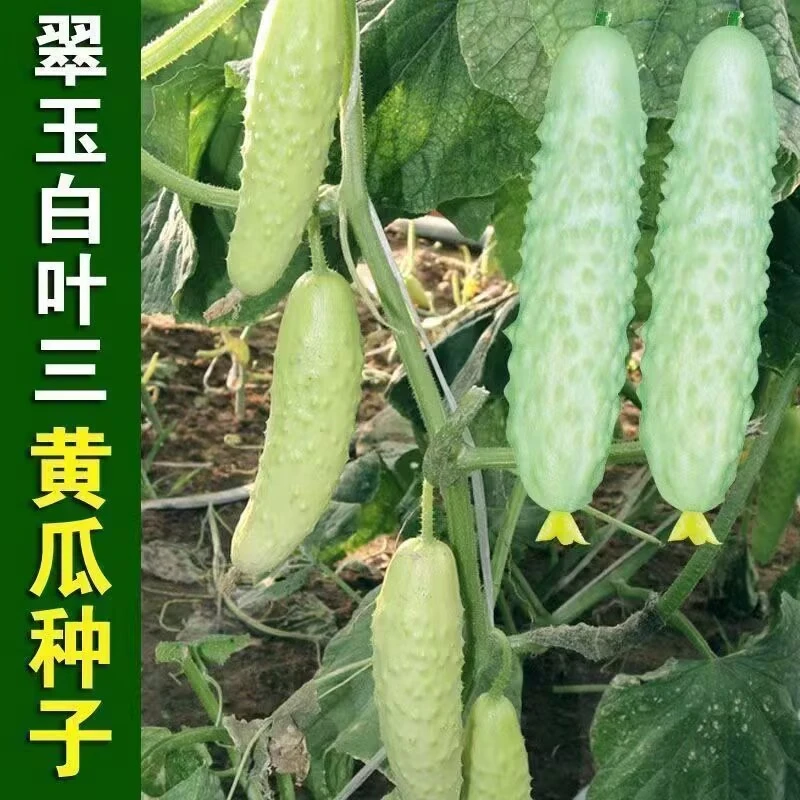 白黄瓜种子白叶三爬藤春秋播种家庭小菜园种籽易种瓜果蔬菜籽种子