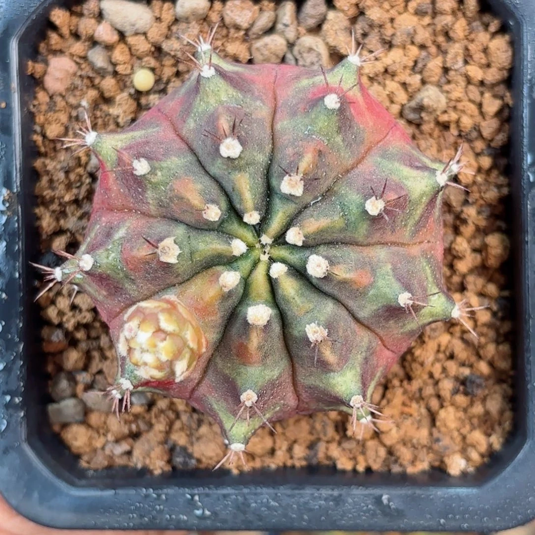 泰系米哈乌贼晒猛了580