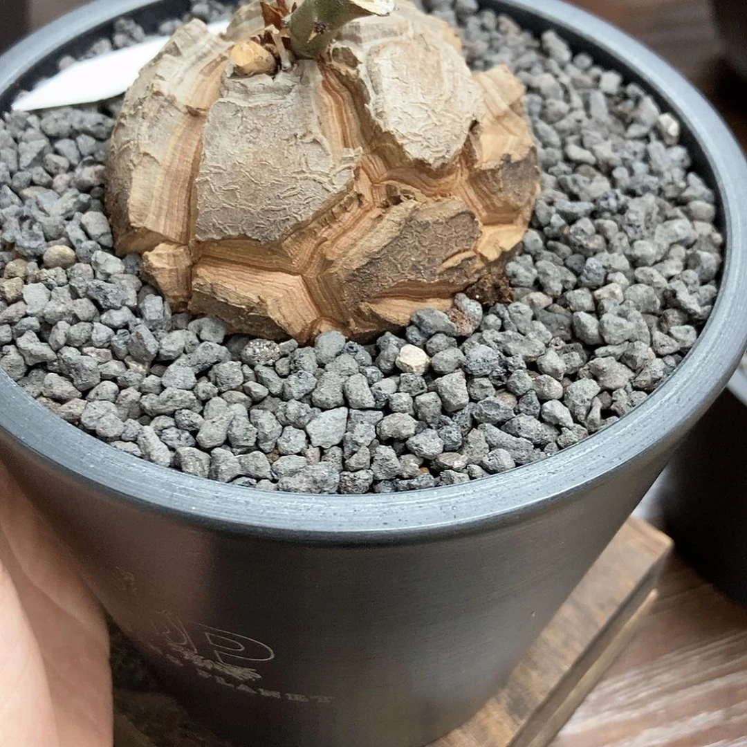 无花朵龟甲龙带盆顺丰包邮