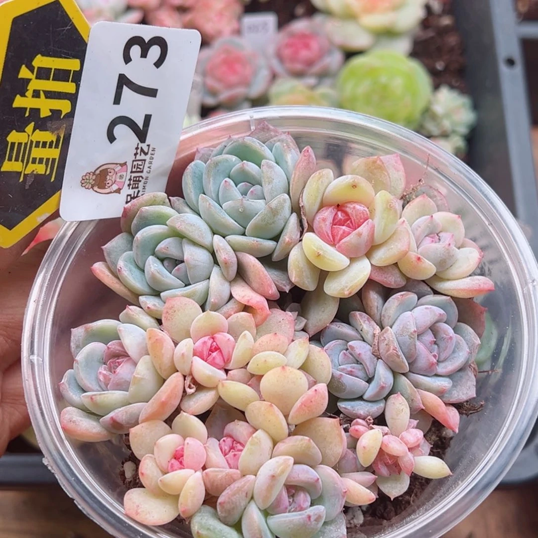 多肉植物多肉植物
