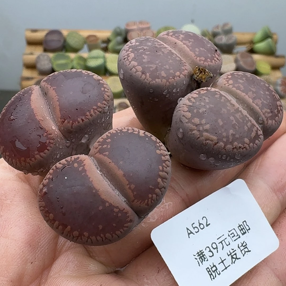 562多肉哈哈哈哈哈哈