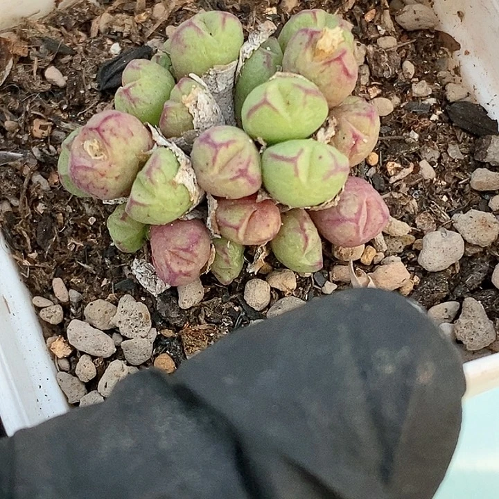 桃喜花园0117-27猪蹄肉锥