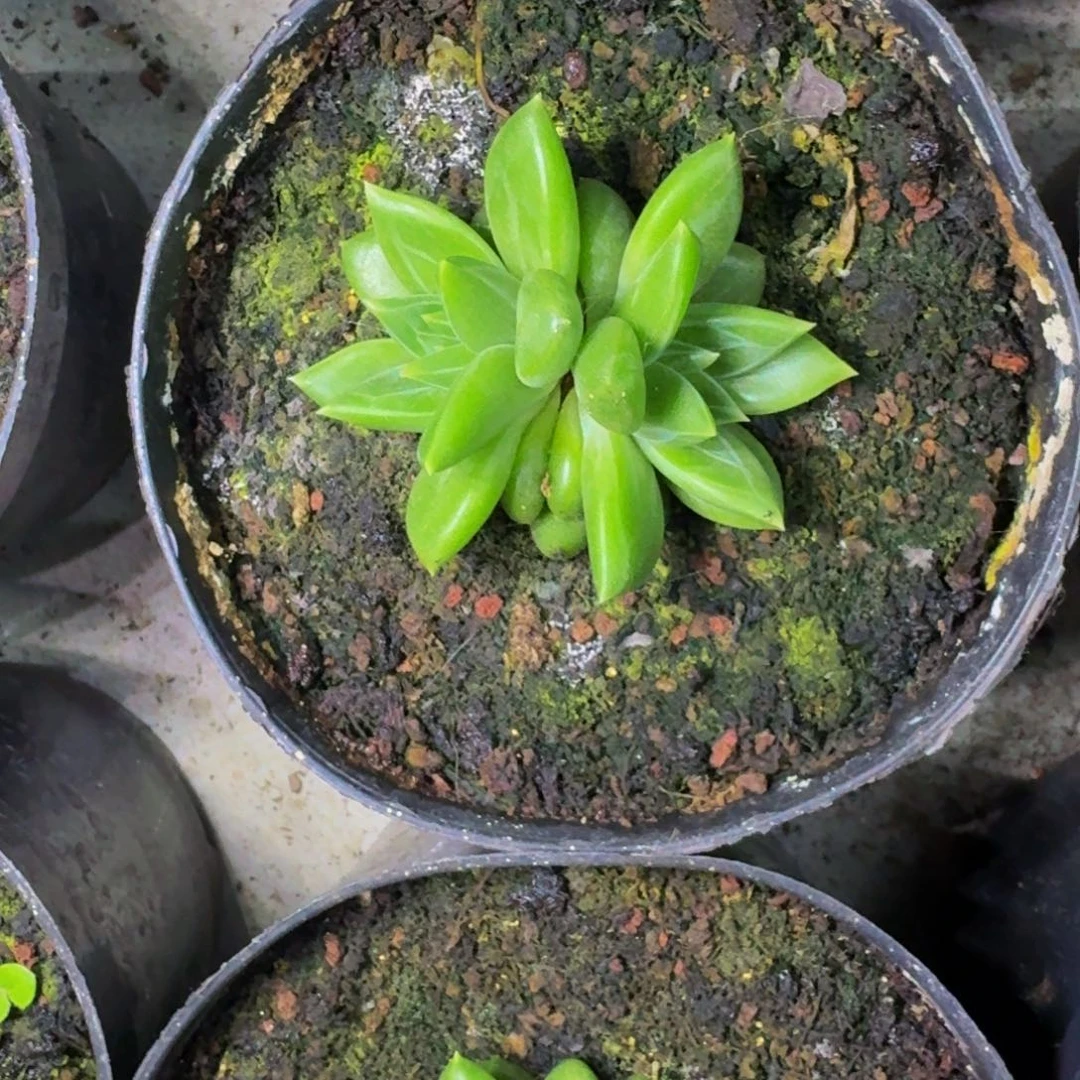 黄千手 叶插 一物一拍