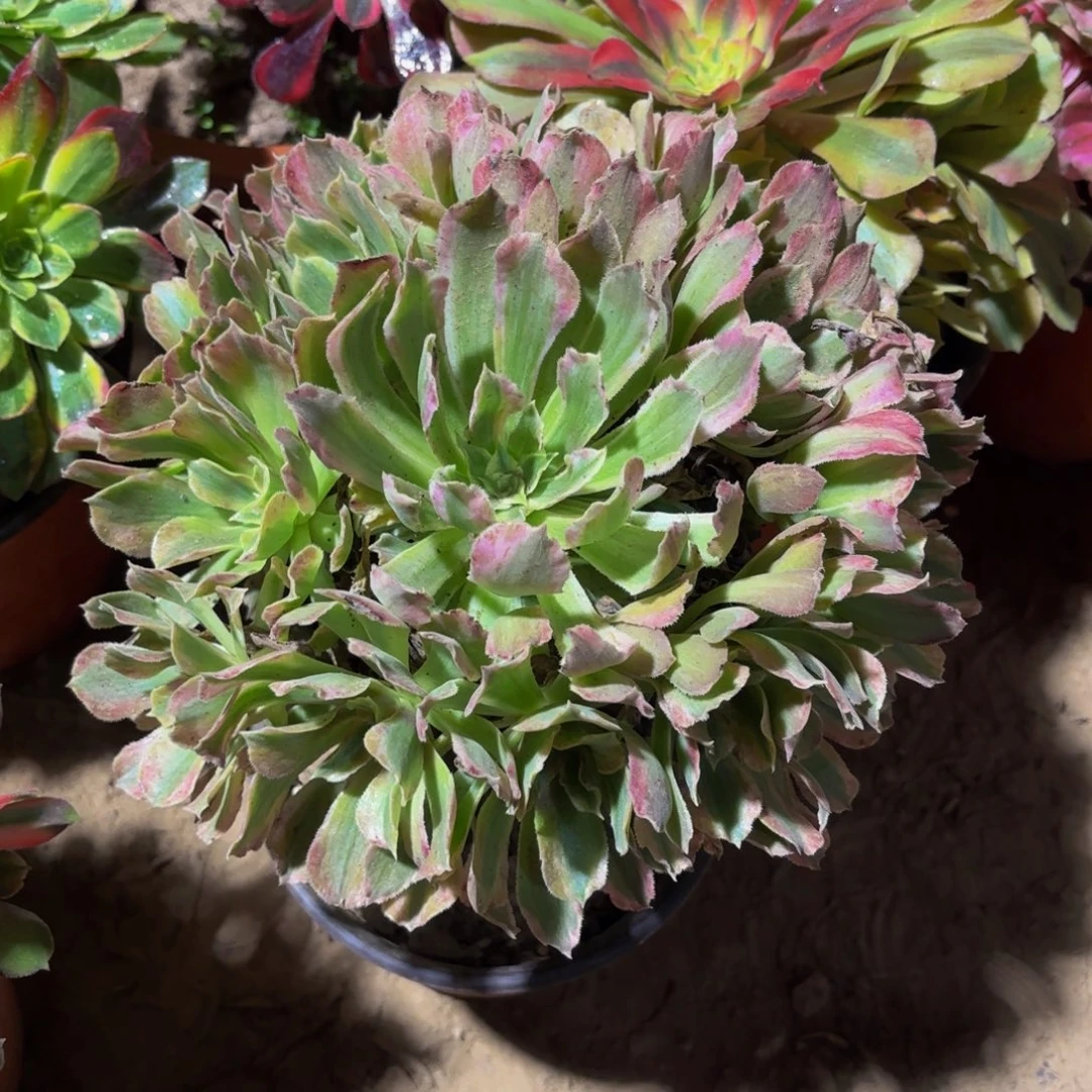 光辉12.8法师多肉木质