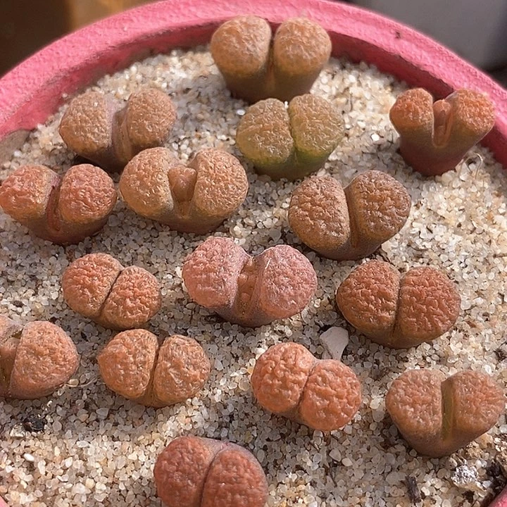 超级蛋糕风铃一颗