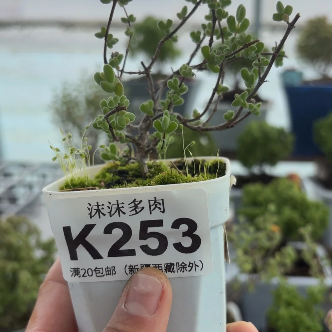 253月曲枝干福利下播