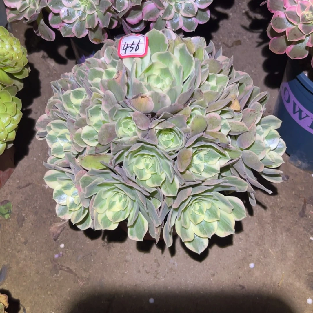 456多肉植物女妖法师