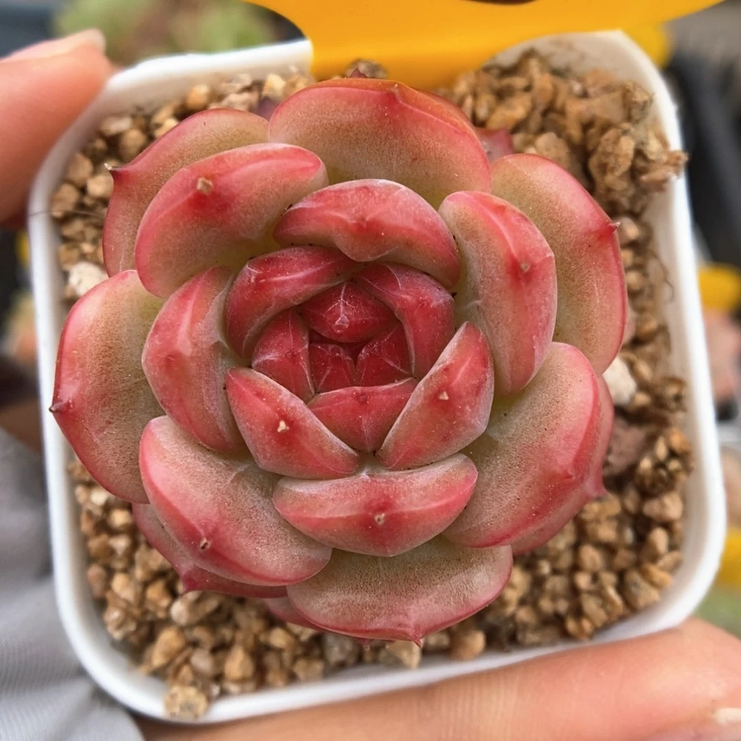 糖心珍妮408号。