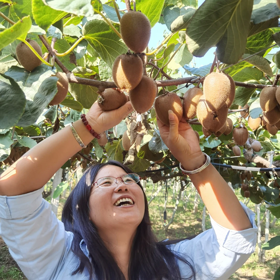 陕西武功绿益隆翠香猕猴桃新鲜当季水果果园直发皮薄肉厚甜蜜多汁