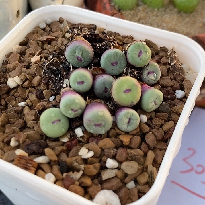 30315。    一组。 红嘴。