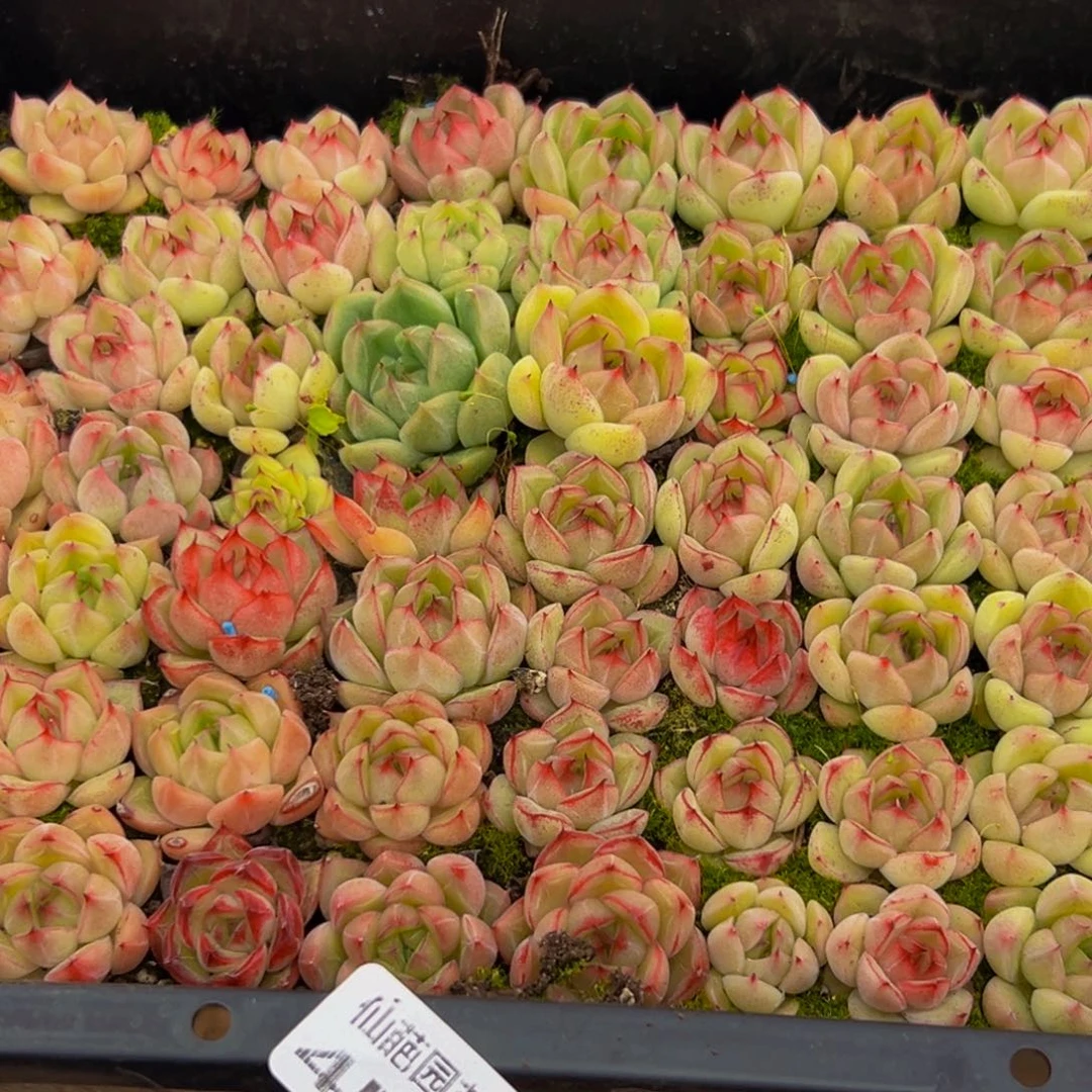 457大热的小伙伴们快来