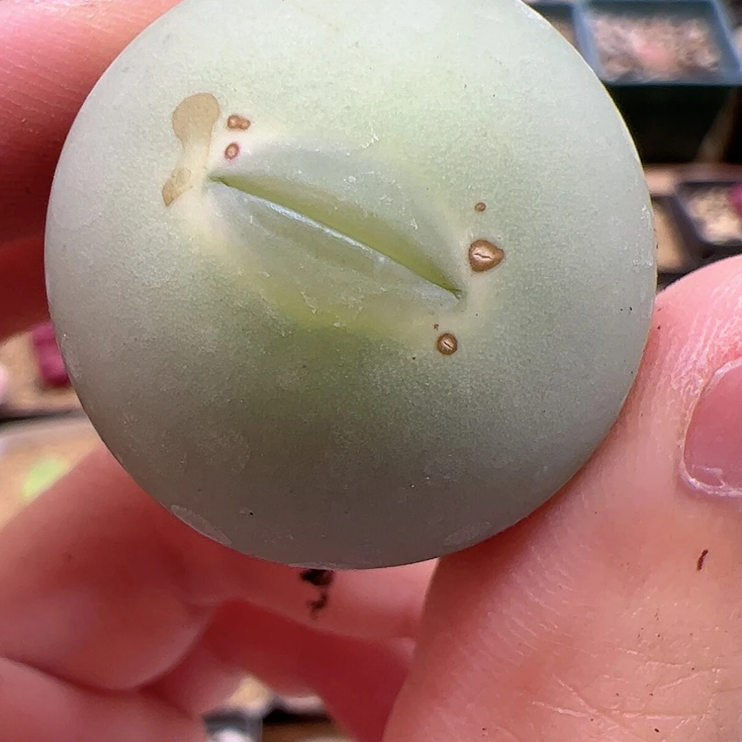 【闪购商品】311 开播福利