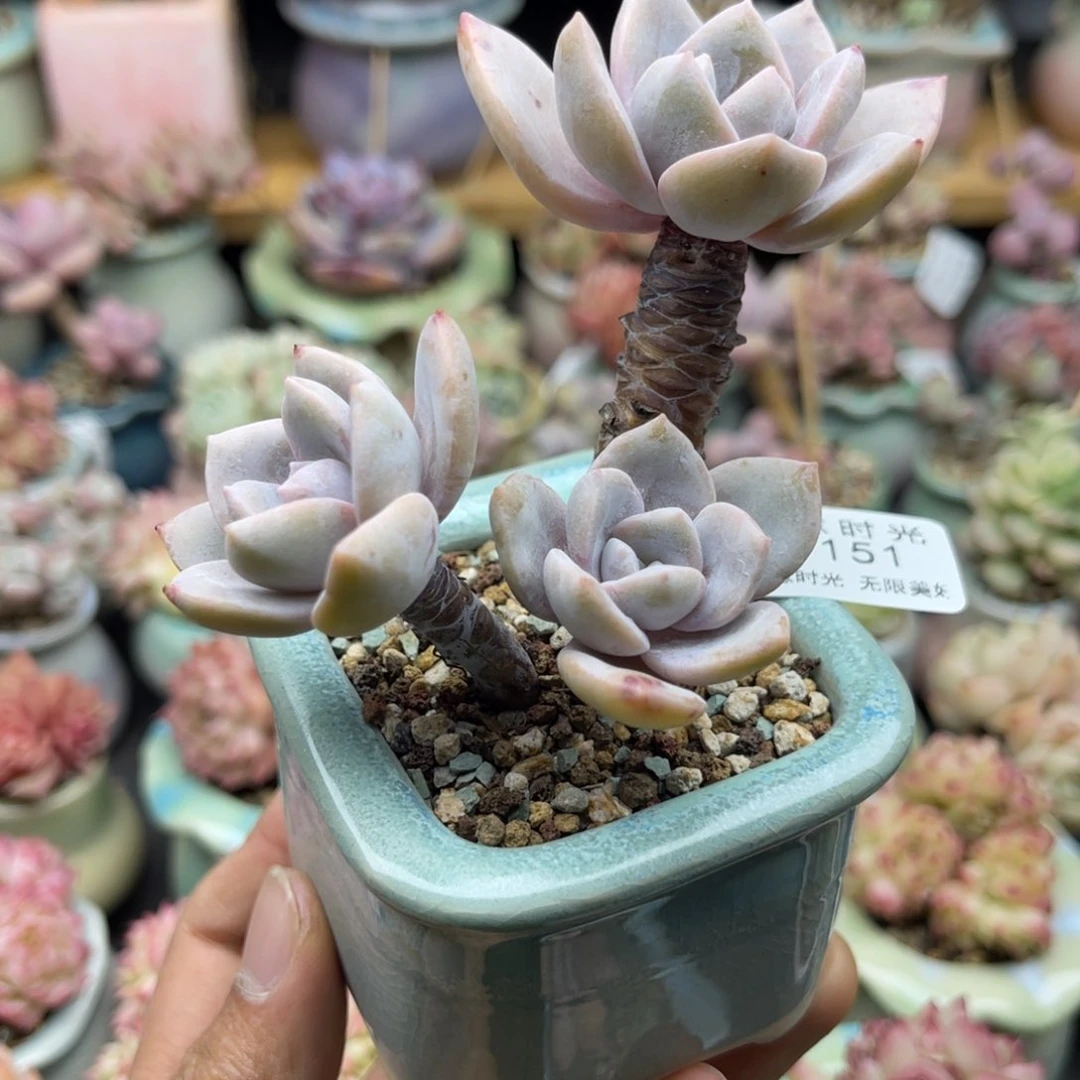 151 带盆土发货 满28包邮