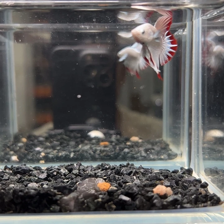 斗鱼一单包邮2日70