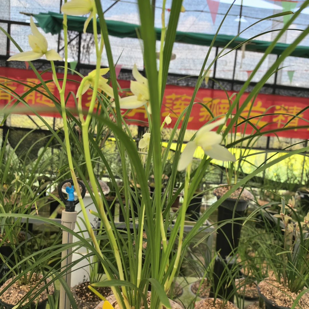 莲瓣兰素花名品白天鹅