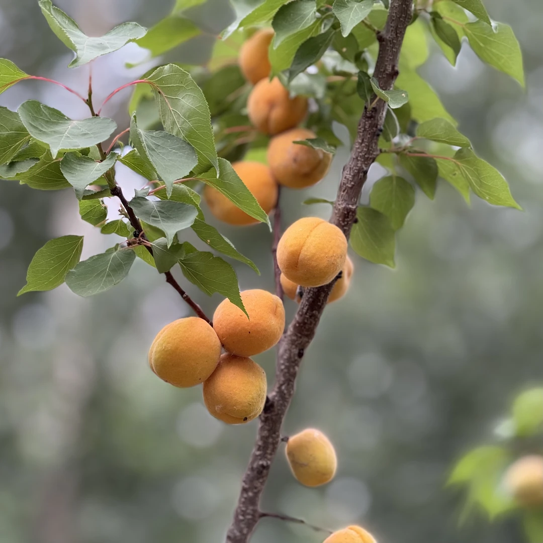 自然熟小黄杏3斤顺丰
