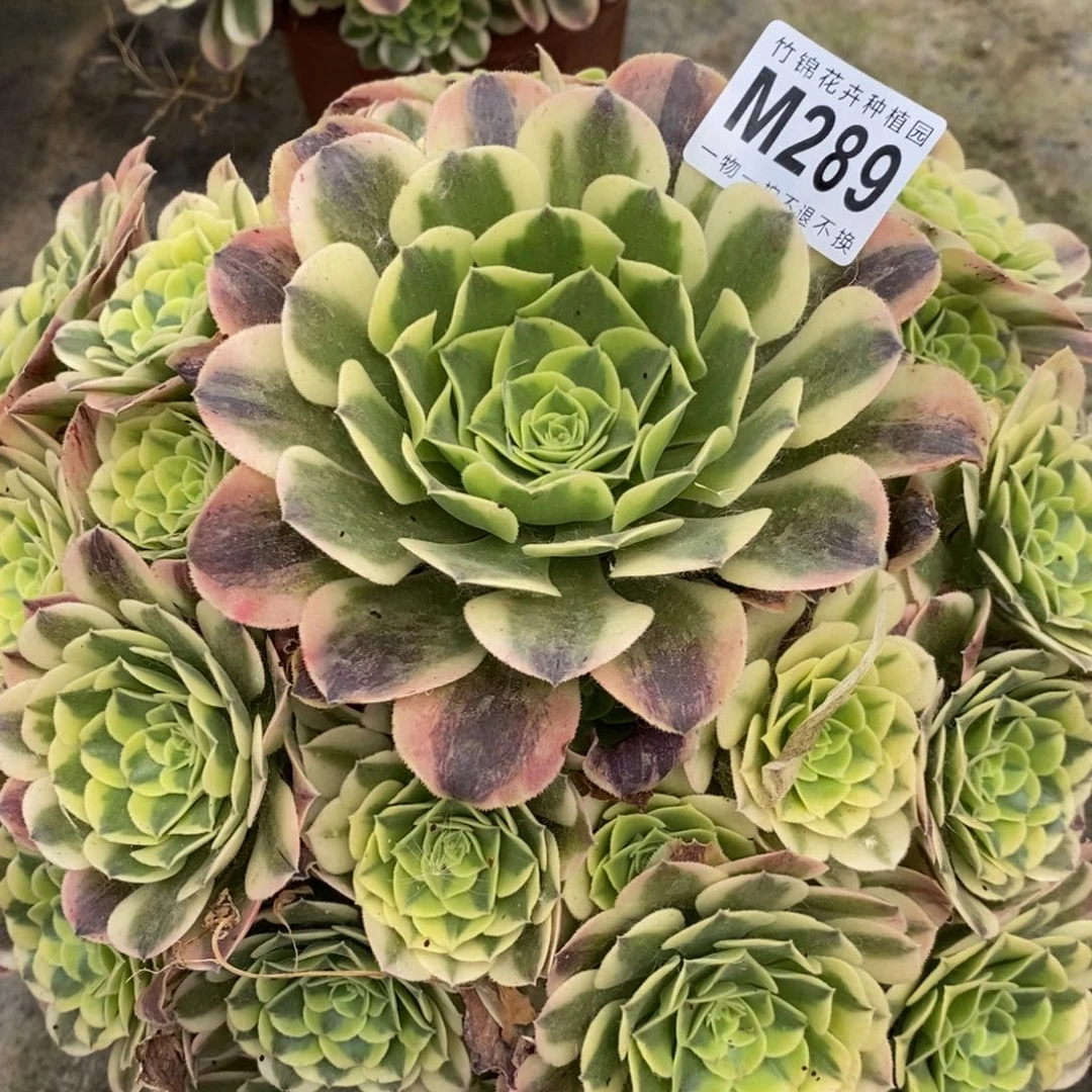 全部花朵289绿豆沙嫩桩桩