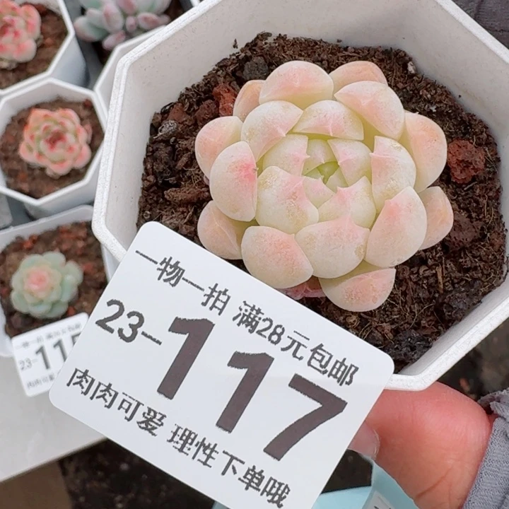 白桃汽水无盆土发货多肉无盆土