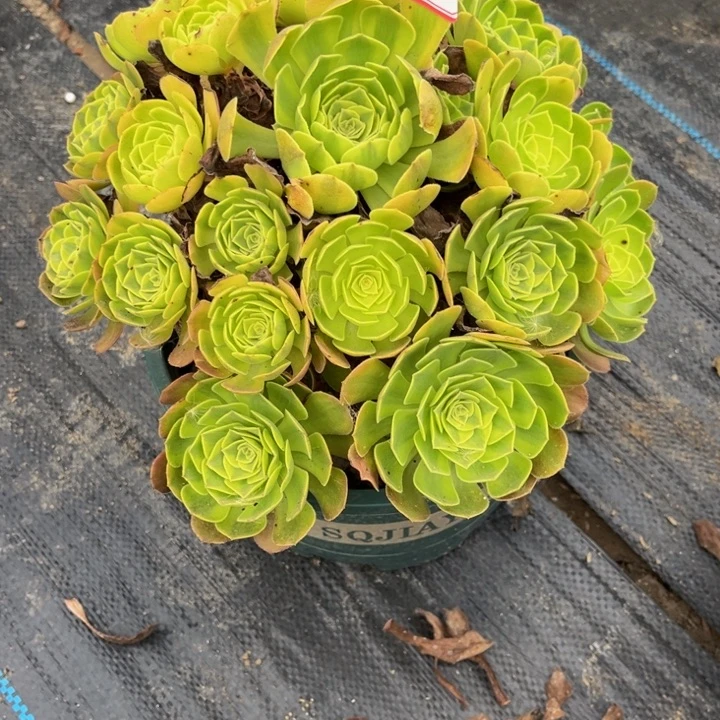 238雨荷多肉植物法师