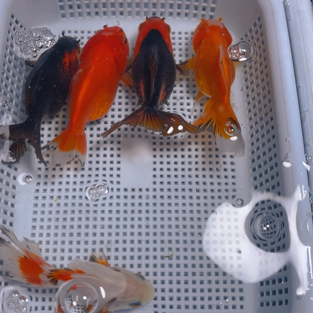 海水鱼花泰狮金鱼29