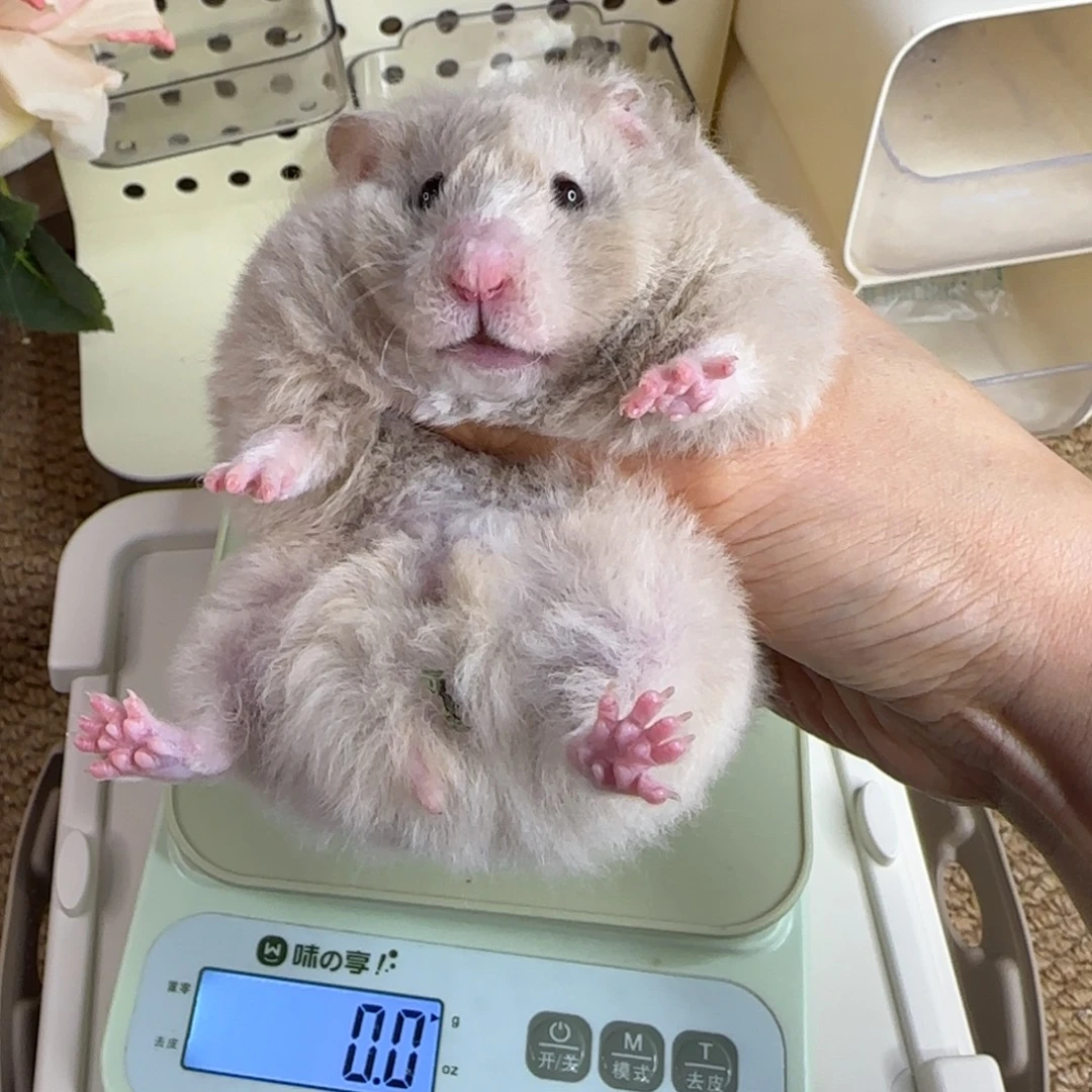 卷毛银鸽灰妹妹165g6个月