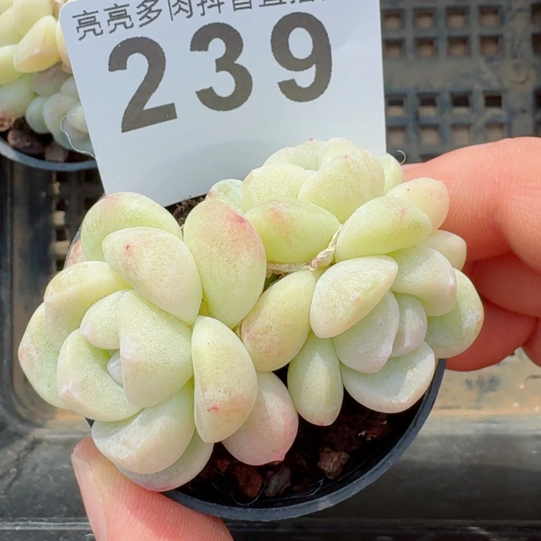 白脸冰玉         精品多肉