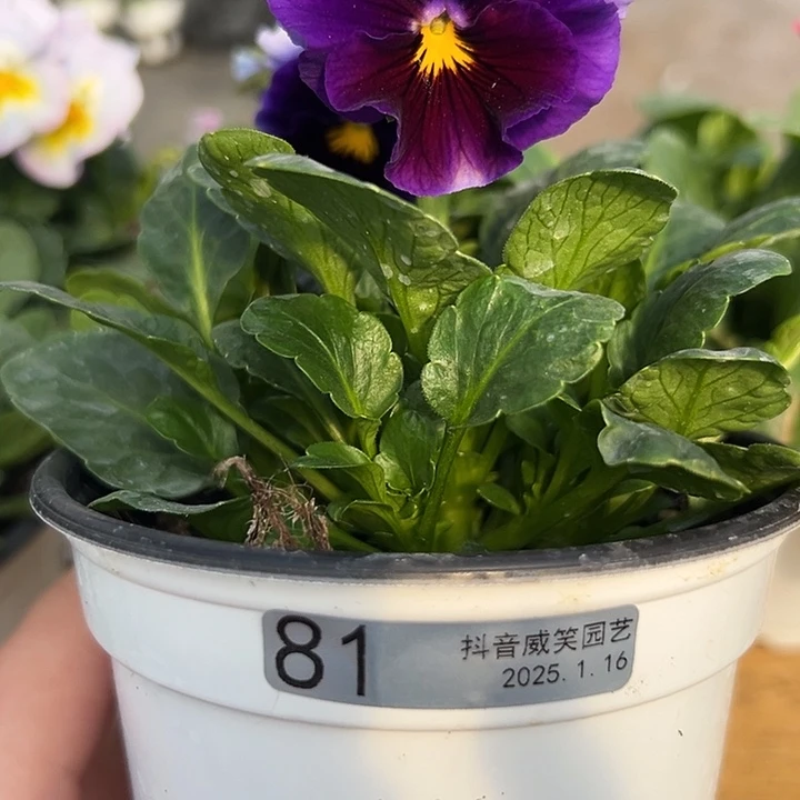 红陶小***茶抖音直播闪拍81