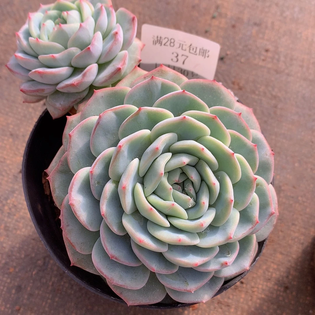 【闪购商品】云37号