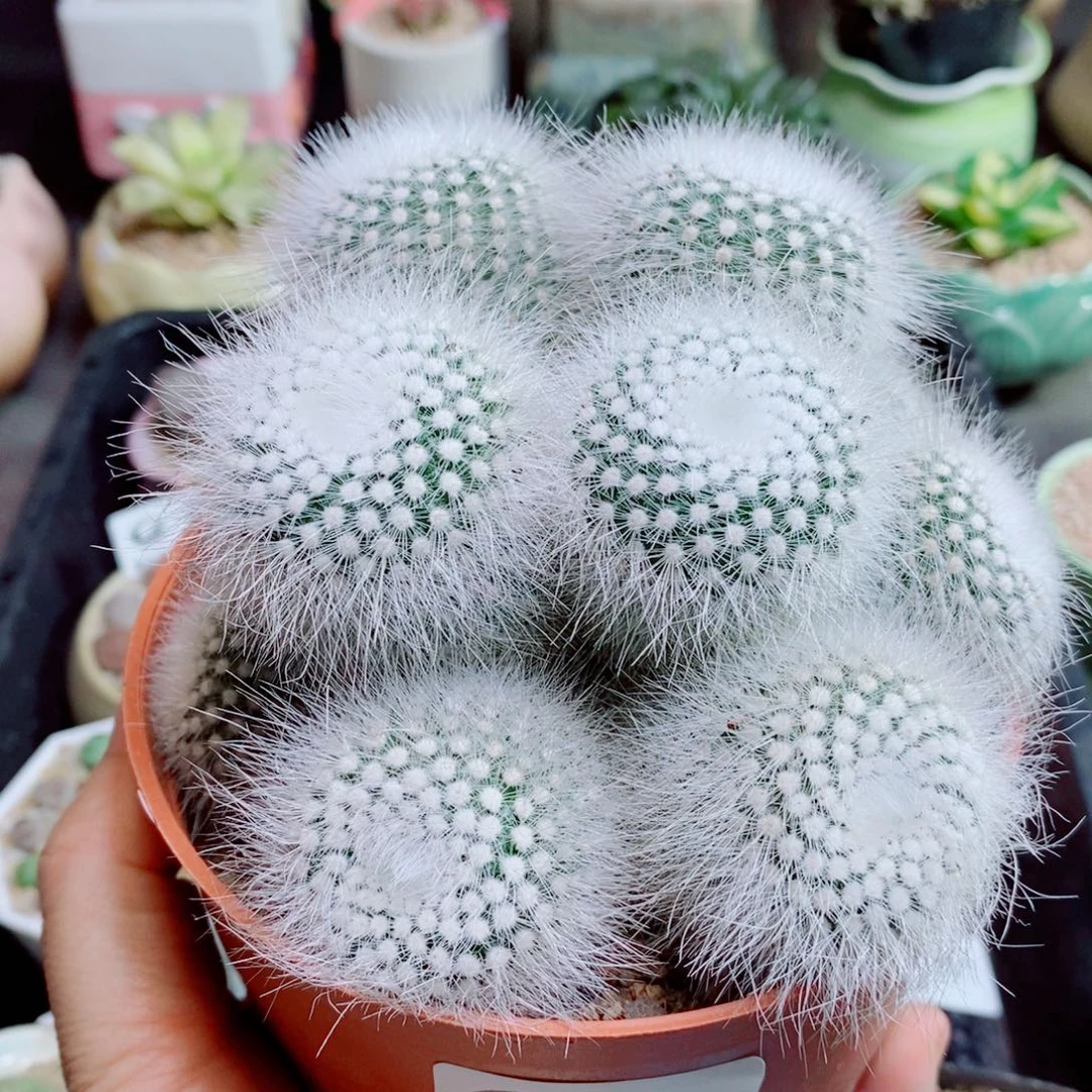 生石花花花花花花花花220